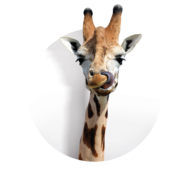 Kopf einer Giraffe, die sich genüsslich mit der Zunge über die Lippen fährt