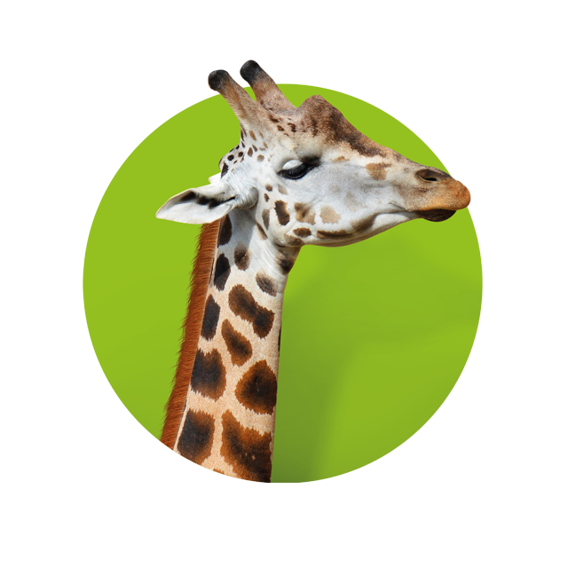 Kopf einer Giraffe, die zur Seite schaut