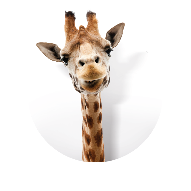 Kopf einer Giraffe, die glücklich aussieht