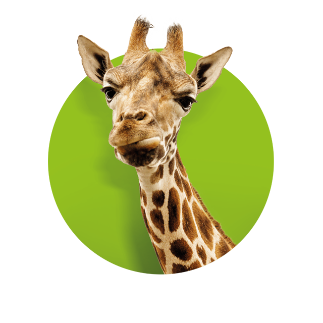 Kopf einer Giraffe, die kritisch schaut