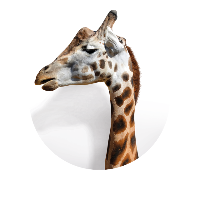 Kopf einer Giraffe, die zur Seite sieht