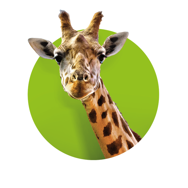 Kopf einer Giraffe, die den Betrachter ansieht