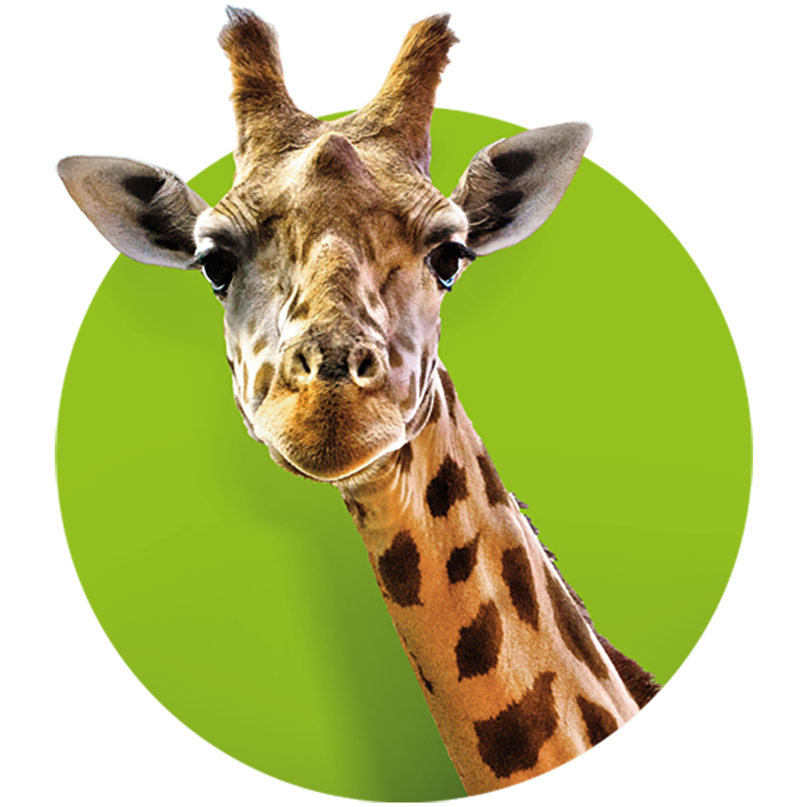 Kopf einer Giraffe, die den Betrachter ansieht
