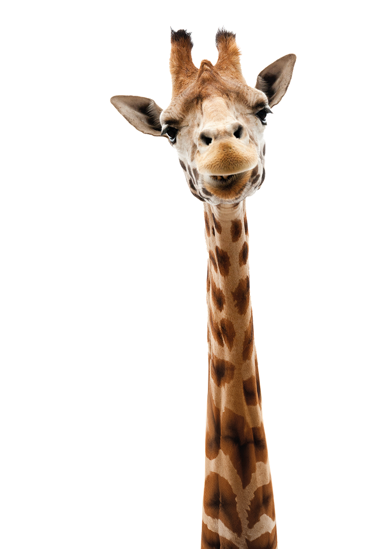 VetQM_Hero_Giraffe_single Eine nette Giraffe